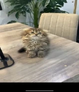 للبيع قطط سكوتش فولد