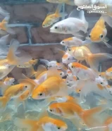 oranda gold fish