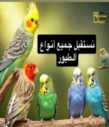 السلام عليكم