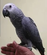 كاسكو هولندي