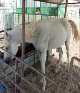 حصان عمره سنتين