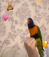 زوج لوري رينبو ربويين مع شهاده