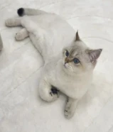 مو تبني ، سكوتش ستريت شورت هير