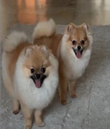 Pomeranians