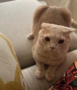 سكوتش فولد ذكر مطعم عمره سنه ونص سبب البيع السفر