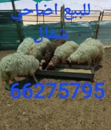 للبيع اضاحي شفال٦٦٢٧٥٧٩٥