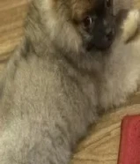 بومرينيان توي نثية للبيع 300