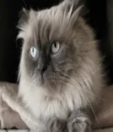 مطلوب تبني قطه همالايا