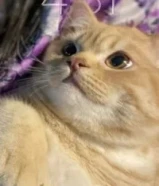 للتبني قطط بريتش العمر سنه و 4 شهور