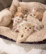 للبيع كيتن اسكاتش فولدد إيرز