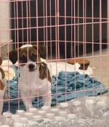 Jack russel pure breed