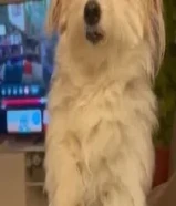 للتبني الموقت