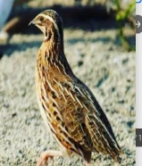 للبيع فري و أطباق