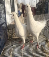 حمام لاحم للبيع