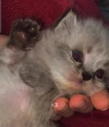 قطط كتنز للبيع سيبيري