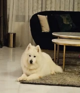 كلب هاسكي أبيض حجم ضخم أهالي وارد الخارج عظم عريض مطعم جميع التطعيمات عمر شهرين