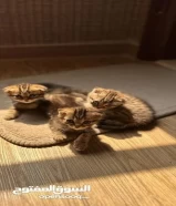 Scottish fold kittens قطط سكوتش فولد