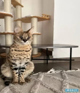 serval cat - قط سرفال