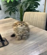 للبيع قطط سكوتش فولد