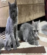 2 cats for salee