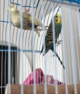 ثنين بادجي للبيع. اقرء الوصف