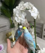 طيور الحب جميلين جدا يحبون الاطفال