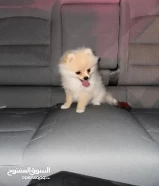 400kd Pure Pomeranian بومرينيان