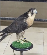 للبيع شاهين يطلع ثنو