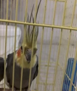 للبيع كوكتيل حبشي لإنتاج