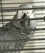 ((.... للبيع كاسكو ....))