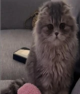 قطوتين بنت وولد