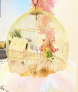 زوج روز طفره نادر مع قفص كبير و بياضه