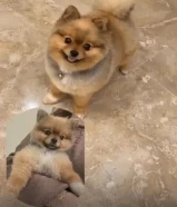 اعلان للتزاوج مطلوب ذكر بومرينيان