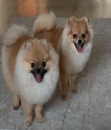 Pomeranians
