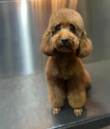 كلب توي بودل انثى بيور