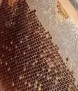 عسل سدر فرز 2025