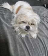 بحاجه لذكر للزواج من نثية شي تزو