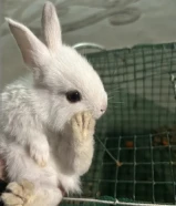 ارنب للبيع نوعه بلدي بحاله السليمه الجنس انثى السعر4:500 مع اكله