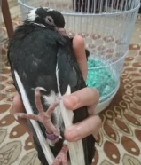 حمامه محجله للبيع ب 6 دنانير مع قفصه واكله