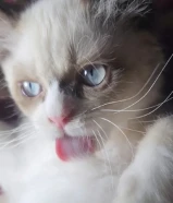 للبيع كتن راغدول