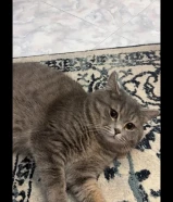 قط للبيع فصيلة سكوتش