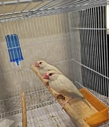 زوج عصافير نوع جاوا العمر سنتين