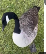 مطلوب أي طير للتبني بصحه جيده