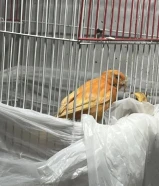 كناري للبيع