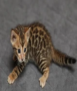 Beautiful male and female Bengal kittens available for new homes