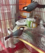 للبيع زوج جاوا ايمو باستيل احجام ما شاء الله تبارك الرحمن