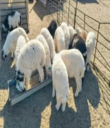 للبيع ذبائح أبويوسف