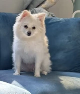 للبيع انثى بوميرنيان