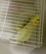 زوج طيور كوكتيل كروان مع القفص للبيع