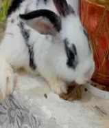 French Rabbit For Sale